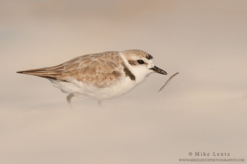 Snowy Plover after weed
