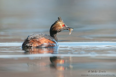 Eared Grebe with fish