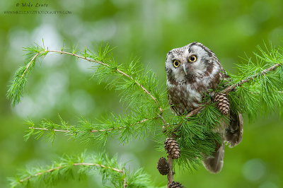 Boreal Owl 