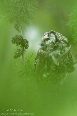 Boreal Owl through thick Tamarack trees