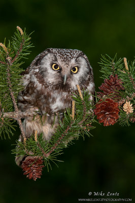 Boreal owl on pines at night