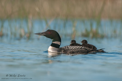 Loon with dual riders in grassy scene