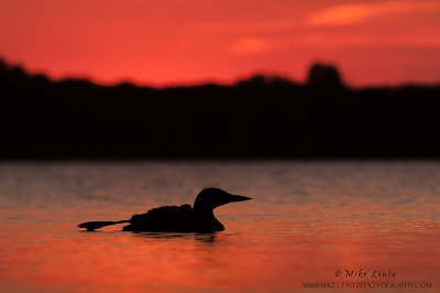 Common Loon (summer sunset silhouette)