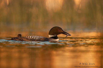Common Loon with sunfish