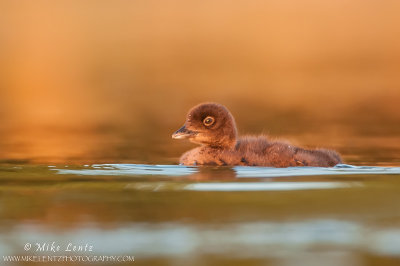 Loon baby at eye level