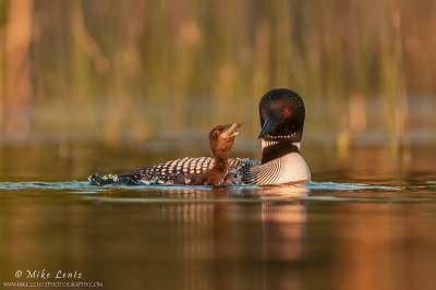 Common Loon baby eating a fish