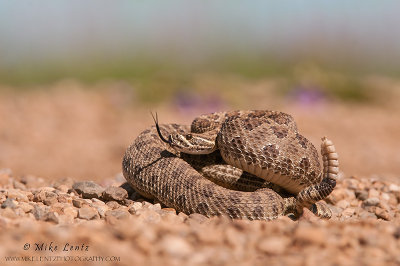 Prairie Rattlesnake in Badlands