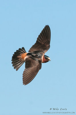 Cliff Swallow in flight 