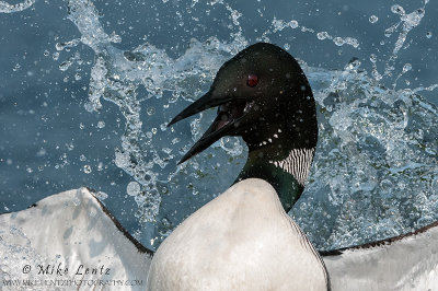 Loon splashing