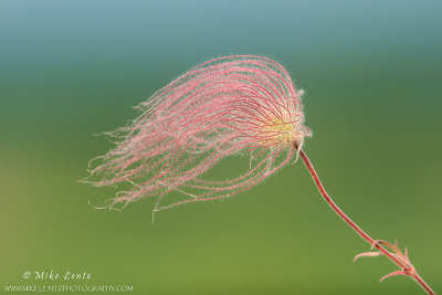 Prairie smoke Flower