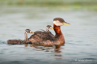 Red necked grebe with babies 