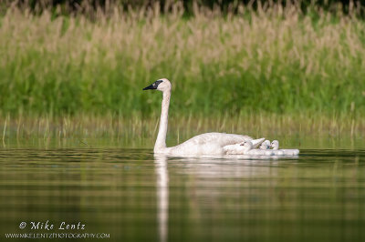 Trumpeter swan with Cygnets 