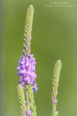 Hoary Vervain - Verbena family flower 