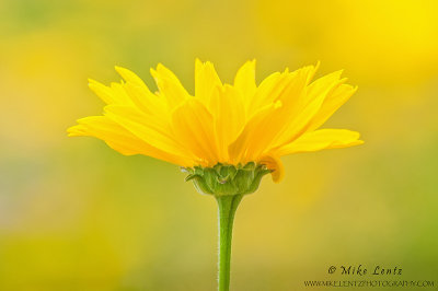 Coreopsis growth in field of yellow