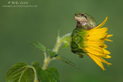 Tree frog on sunflower 