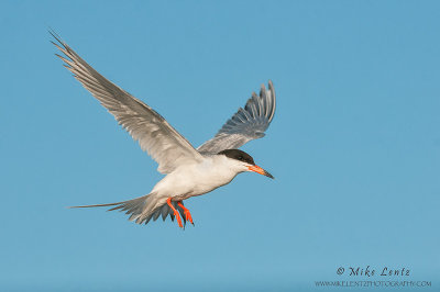 Forsters Tern 