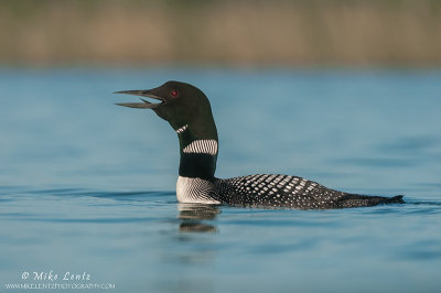 Loon calling loudly at eye level 