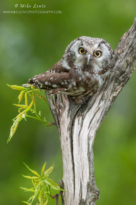 Boreal Owl on dead log 