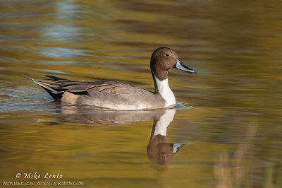 Pintail on golden waters 