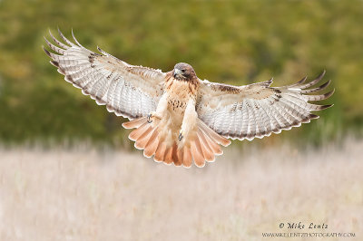 Red-tailed Hawk wings wide