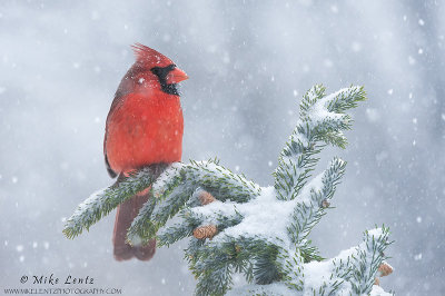 Cardinal in snowstorm 