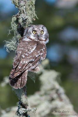 Boreal Owl verticle on lichen coated tree