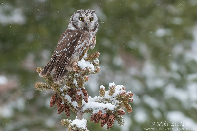 Boreal Owl in a snowfall