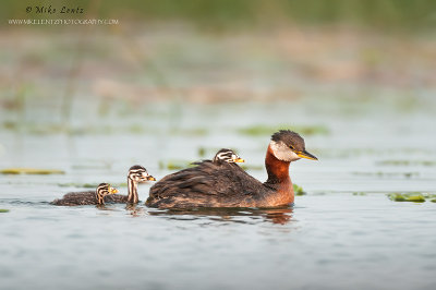 Red necked grebe with three babies 