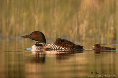 Loon with rider and following baby