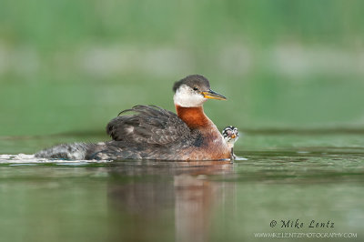 Red-necked Grebe with peeking baby 