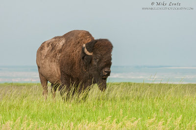 Bison on the prairie 