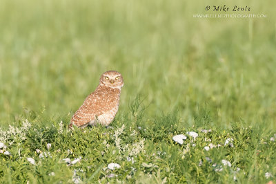 Burrowing Owl 