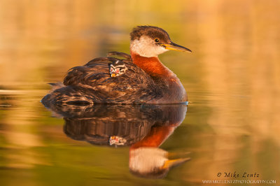 Red necked grebe with baby in golden waters