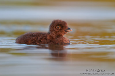 Loon baby in golden late day light