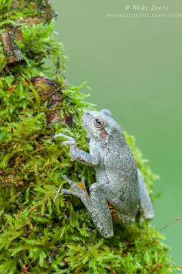 Tree frog on mossy green log 