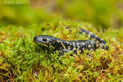 Tiger Salamander in moss