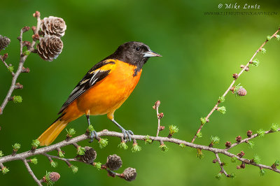Baltimore Oriole on emerging buds