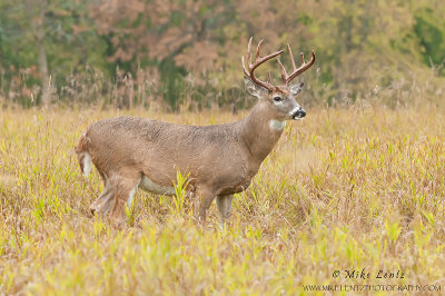 White-tailed Deer in fall field 