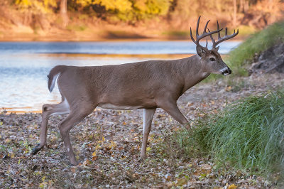 Buck in autumn foilage