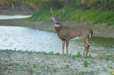 Buck by the river