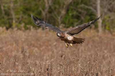 Redtailed Hawk flys across a field 
