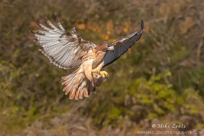 Red-tailed Hawk flight