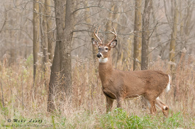 White-tailed deer at forest edge 