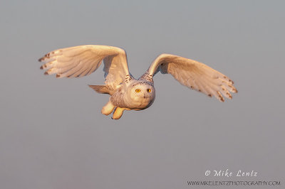 Snowy Owl last light flight 