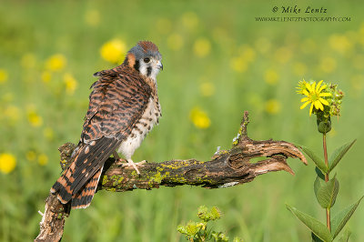 American Kestral fluffed up