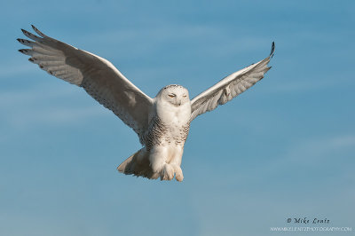 Snowy Owl 