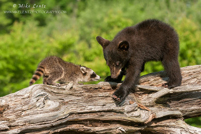 Bear cub encounters Racoon