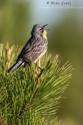 Kirtlands warbler singing away
