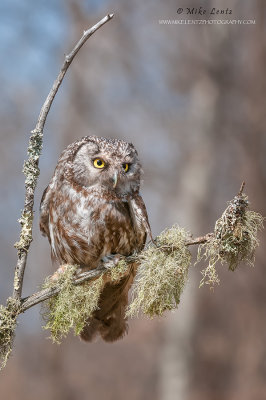 Boreal Owl on curved stick