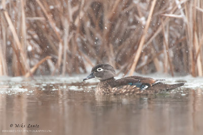 Wood duck (hen) in snowfall